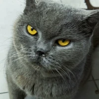 Tg Tên Là Vịt Vàng Cute