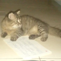 Tác giả vô tri