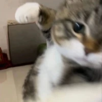 t/g bị lười bẩm sinh ời⁠人⁠*⁠´⁠∀⁠｀⁠)⁠｡⁠*ﾟ