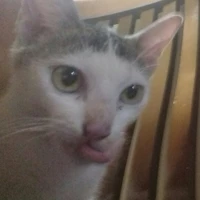 tác giả ngoen ngoen