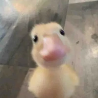 T/g lười