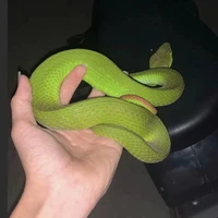 t/g medusa cute nhất tg