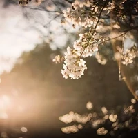 Quý / Ngọc • Tác Giả 著者