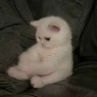 nọc mê ®©-t/g hay suy