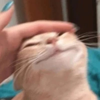 Con mồn lèo😽