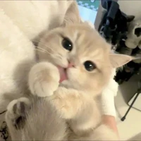 hệ thống 003(Yin)