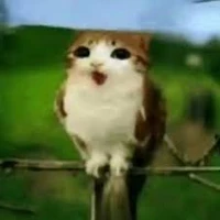 Chíp Chíp