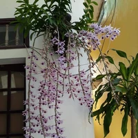 Hình như em lại quên mất tên người...