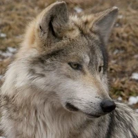 Dương Bác Văn_anh_