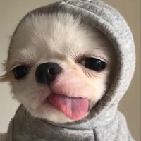 T/G Chihuahua