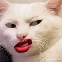 chấp tất cả vài diển