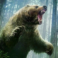 gấu warrca cấp S