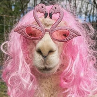 con Cừu sì lây🫦