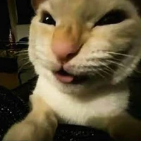 T/G sì ki bi di 🐧🥀