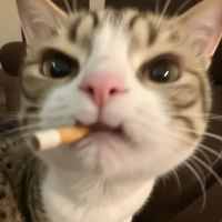 t/g siu cấp vip bờ rồ