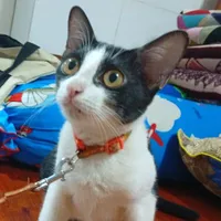 Tác giả bị khùng
