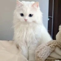 (đức duy) dạng mèo