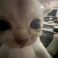 thầy giáo / cô giáo ( cân tất môn phụ)