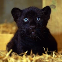 mèo [Ngao Ngao+báo]