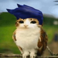 guest (miệng như cái bo)