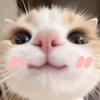 Muội