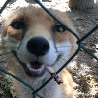 t/g siu cấp vip pro max