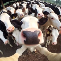 Nhỏ tgiả biết ụm bò 🐮