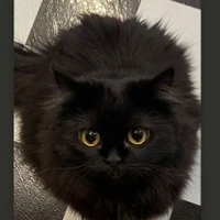 Meow