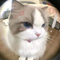 tổng tài bá đạo