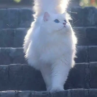 Tiểu Lê(Hệ thống 338)