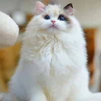 LyLy