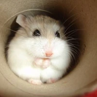 Nguyễn Lê Ngọc Ánh Sáng [dạng hamster]