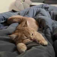 T/g là TOP not bot💮