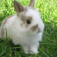 Kijay - Dạng thỏ.