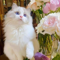 Chân Nguyên ( Dạng mèo )