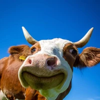 bò《logic truyện ấn độ cấm cãi》