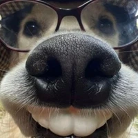 nuôi nhầm thằng bot 