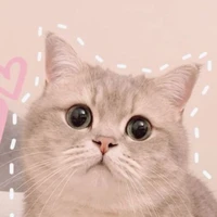 tác giả no cute