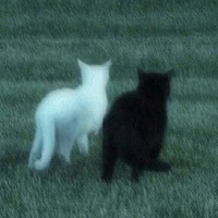 𝐀𝐥𝐥 𝐍𝐡𝐚̂𝐧 𝐯𝐚̣̂𝐭