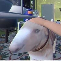 Cậu vàng (Ko đi đời)