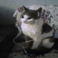 Tác Giả cute