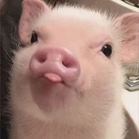 Bé Heo/Mập[ hệ thống]