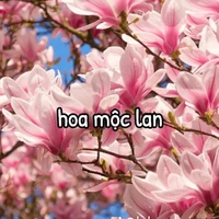 t/g lừi