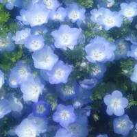 Anh Hùng chuyên nghiệp