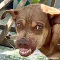 con bn thân của tg( dương xỉn)