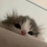 t/g cuti
