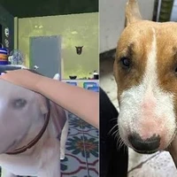 cậu vàng<cậu vàng đi đời rồi ông giáo ạ>