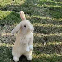 🐇