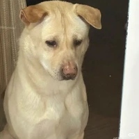 Chó Chết _ Bách Gia Tiên Môn