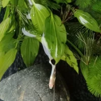 Nv nữ